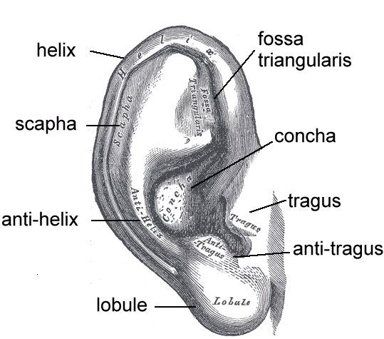 ear anatomy.gif